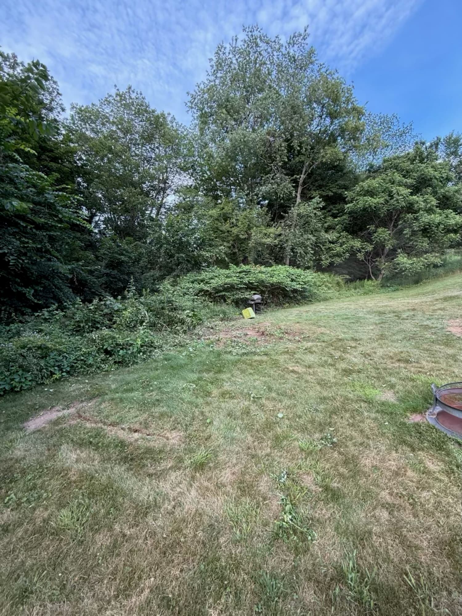 Backyard corner cleared of overgrown brush
