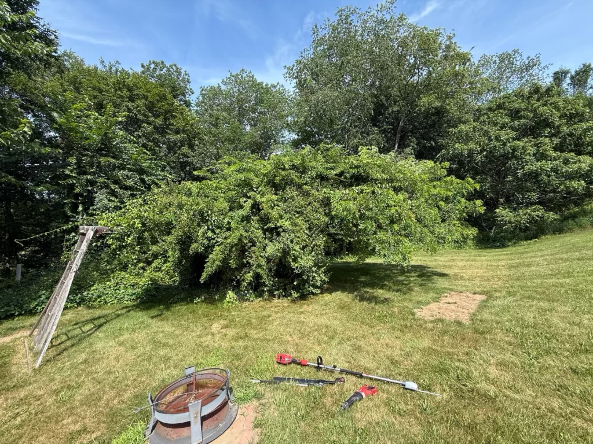 Huge mass of overgrown brush at the edge of a backyard
