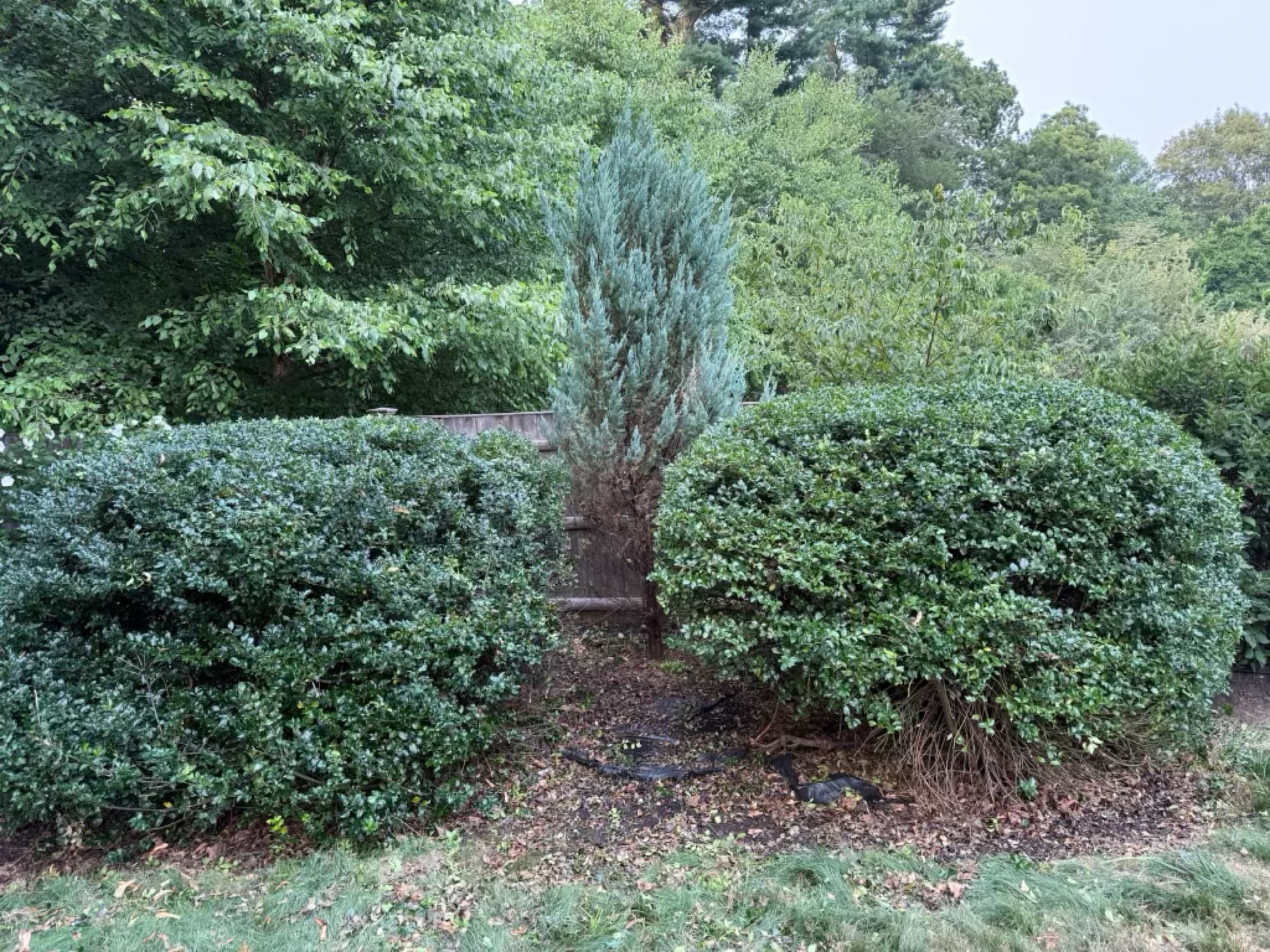 Two neatly shaped shrubs with the fence and juniper revealed
