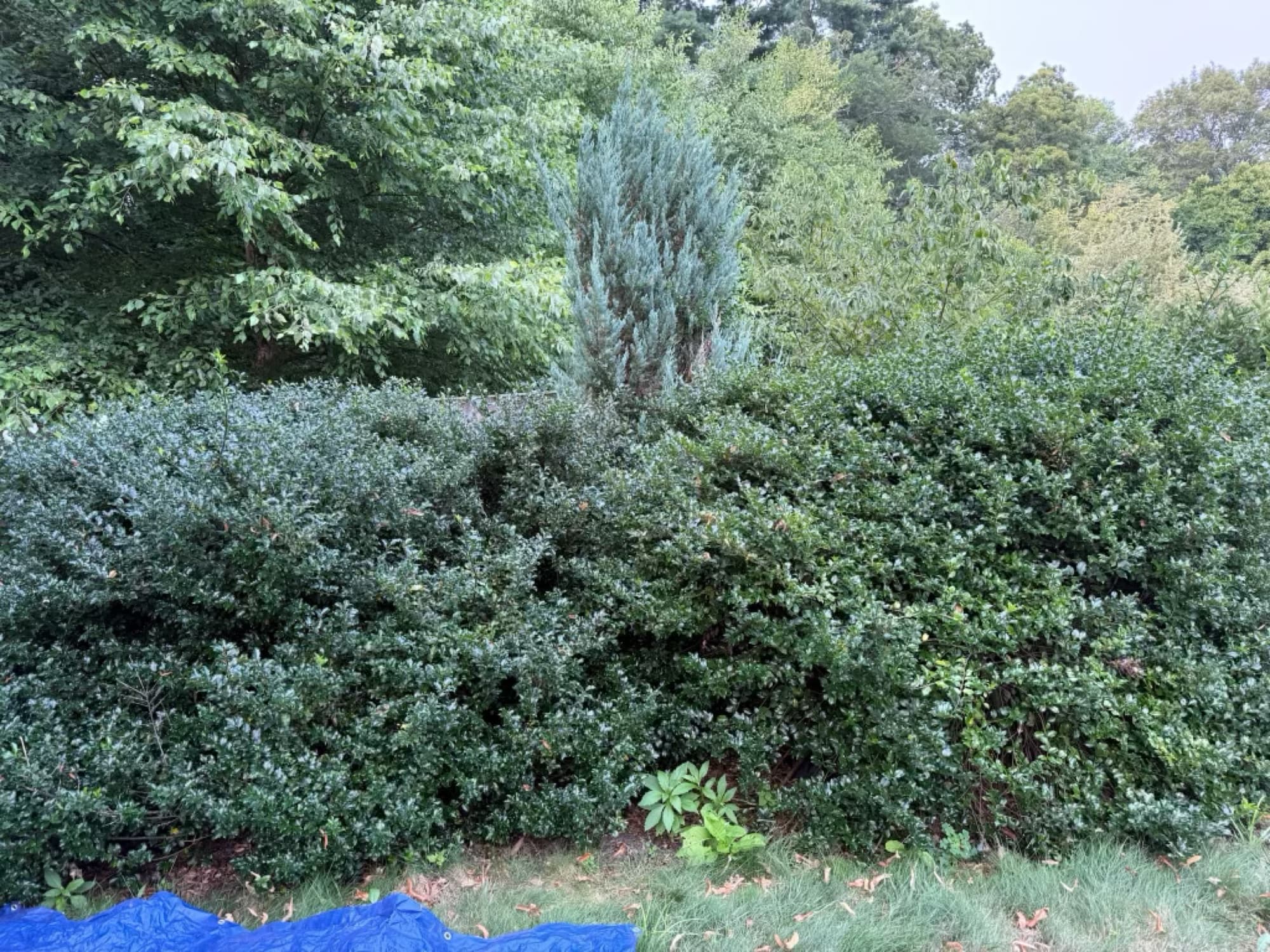 Wild overgrown hedge hiding a fence and juniper