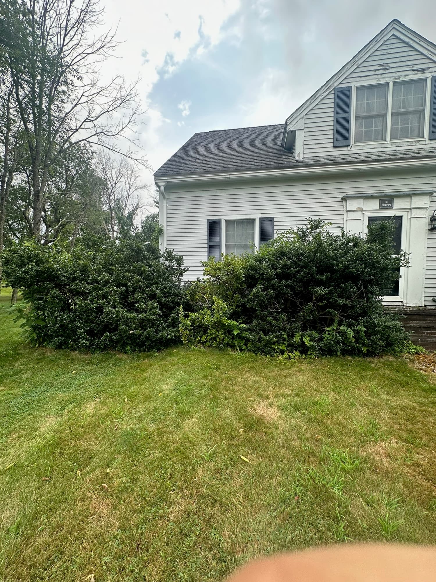 Solid wall of overgrown shrubs burying a window and side steps