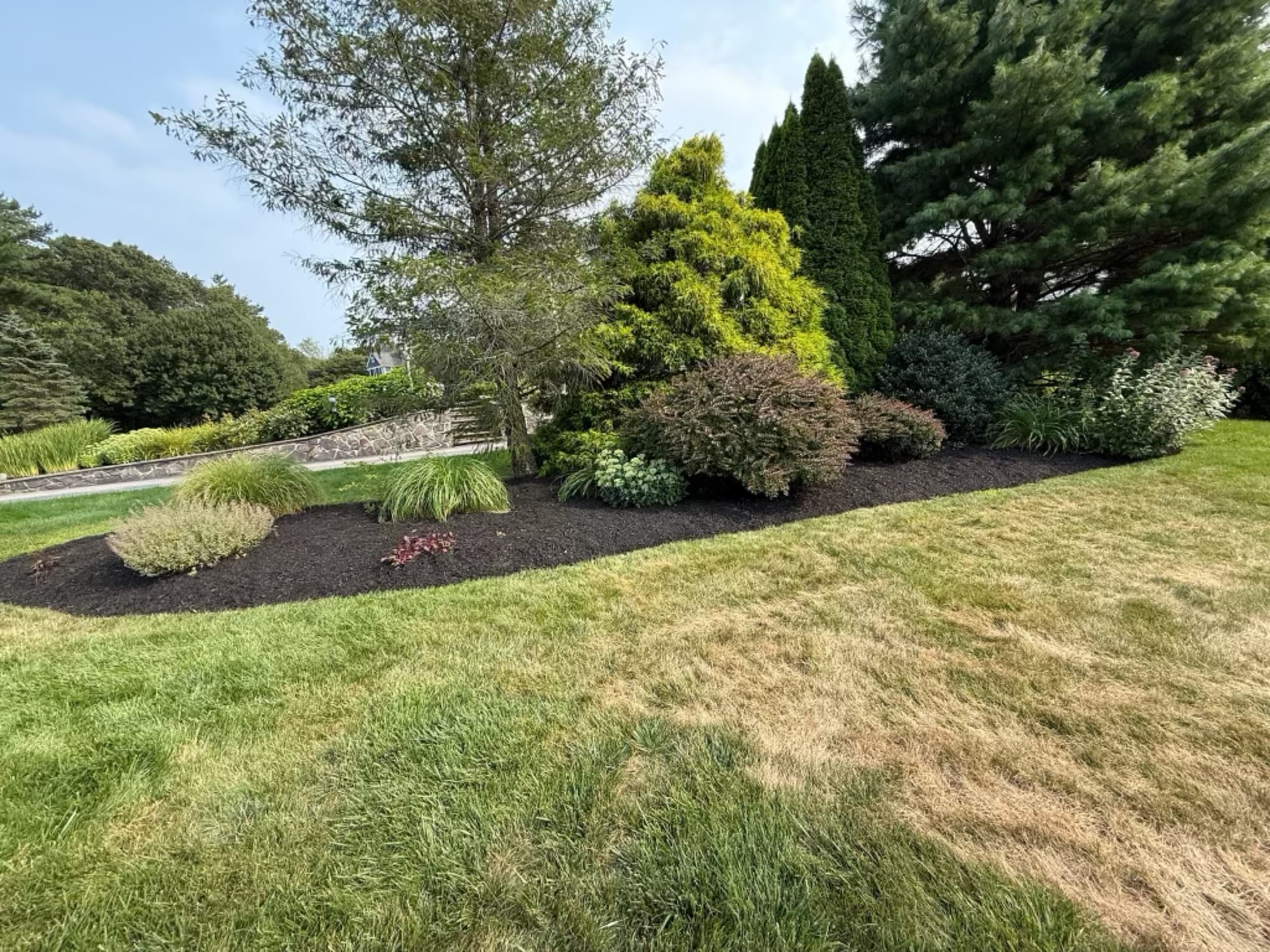 Mulched island bed with layered evergreens and ornamental grasses