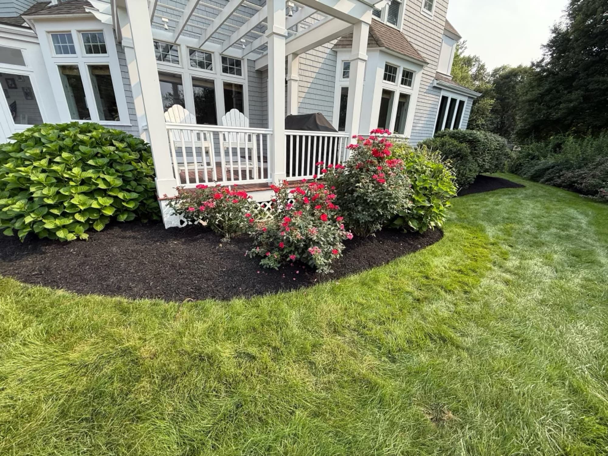 Rose and hydrangea beds freshly mulched along a porch