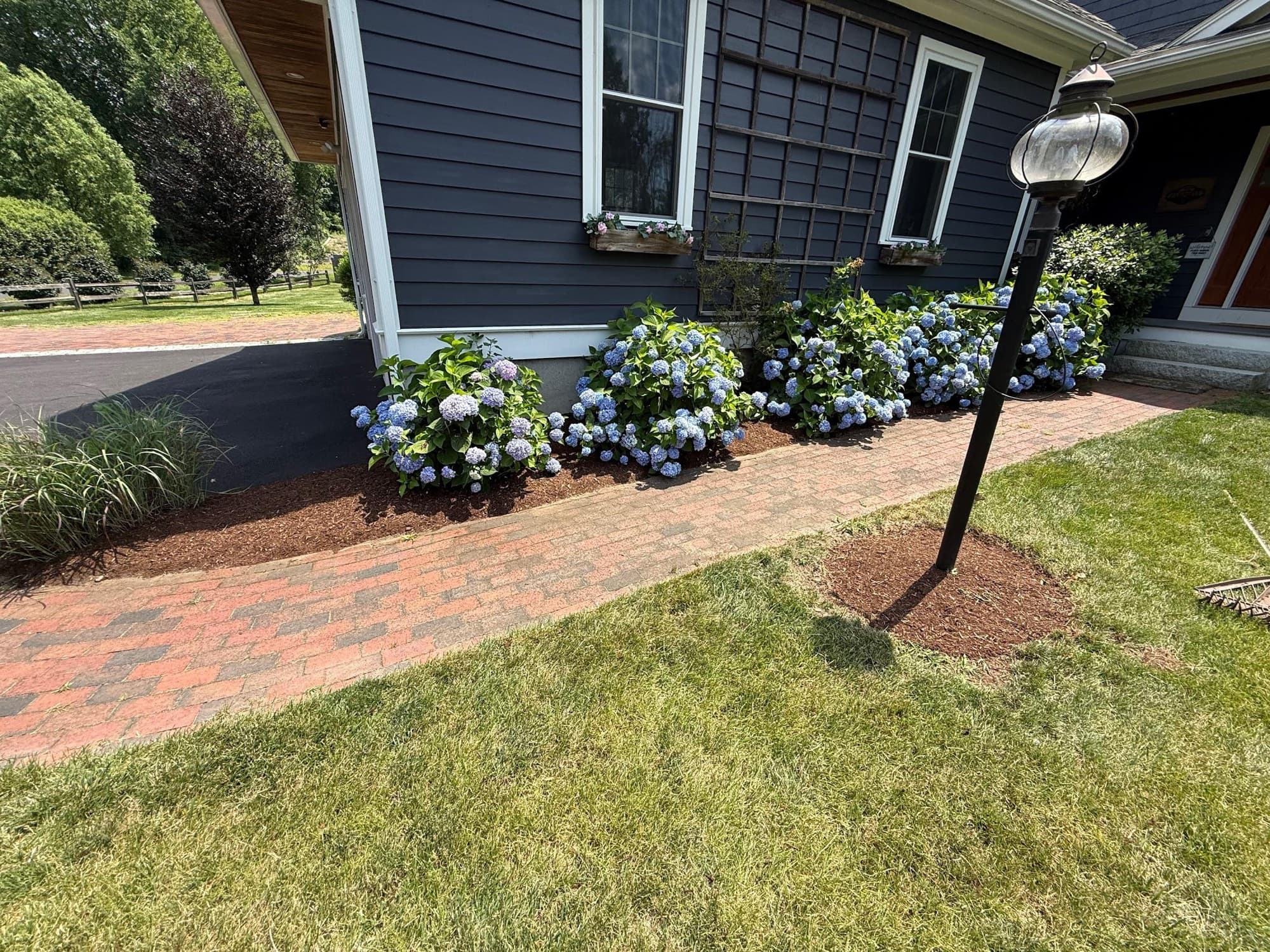 Brick walkway lined with fresh mulch beds and blooming hydrangeas