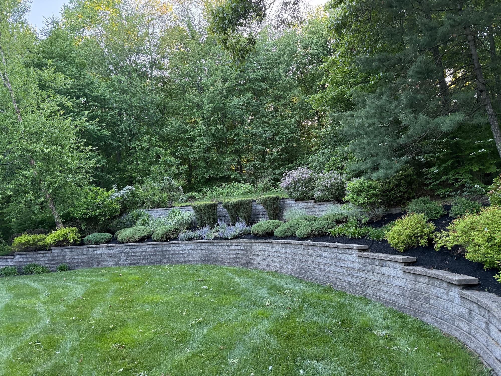 New mulched bed with hostas along a stone retaining wall
